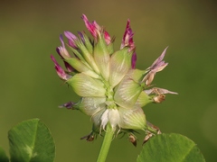 Trifolium spumosum