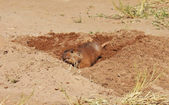 Ctenomys