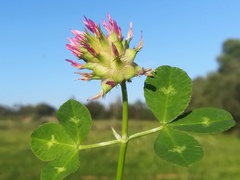 Trifolium spumosum