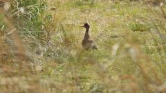 Nothoprocta cinerascens