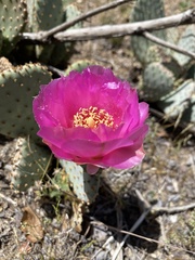 Opuntia basilaris brachyclada