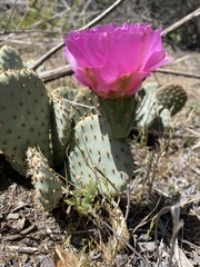 Opuntia basilaris brachyclada