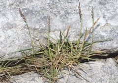 Zoysia matrella