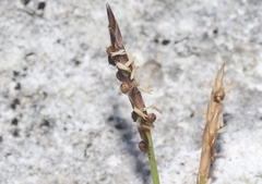 Zoysia matrella