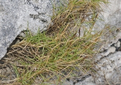 Zoysia matrella