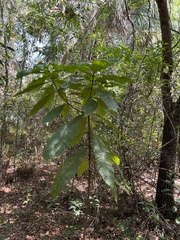 Alstonia macrophylla