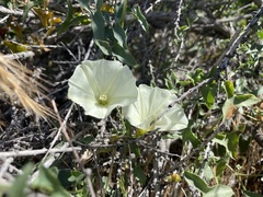 Calystegia peirsonii