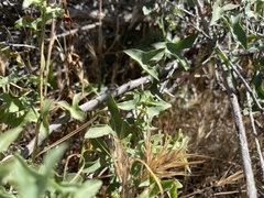 Calystegia peirsonii