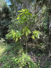 Alstonia macrophylla