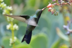 Cynanthus latirostris