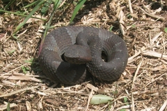 Bothrocophias hyoprora