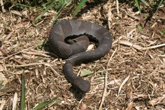 Bothrocophias hyoprora