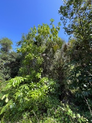 Alstonia macrophylla
