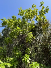 Alstonia macrophylla