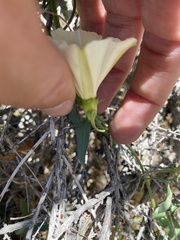 Calystegia peirsonii
