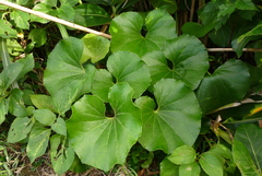 Farfugium japonicum japonicum