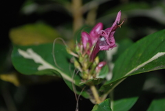 Graptophyllum pictum