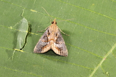 Hypena glumalis