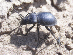 Calosoma luxatum