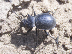 Calosoma luxatum