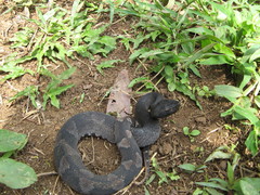 Bothrocophias hyoprora
