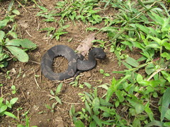 Bothrocophias hyoprora
