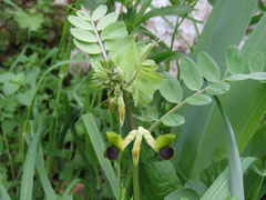Vicia melanops