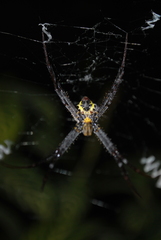 Argiope
