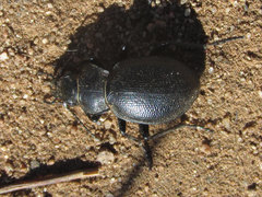 Calosoma luxatum