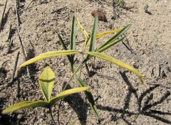 Pelargonium longifolium