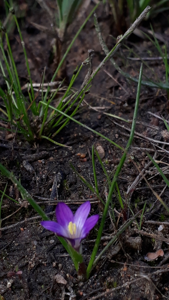 Romulea revelierei, 20169 Bonifacio, France