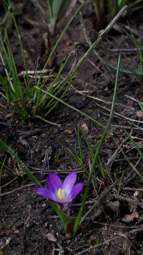 Romulea revelierei