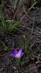Romulea revelieri