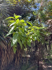 Alstonia macrophylla