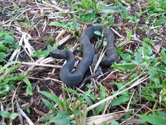 Bothrocophias microphthalmus