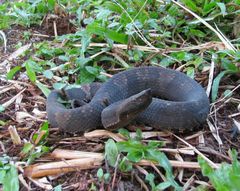 Bothrocophias microphthalmus