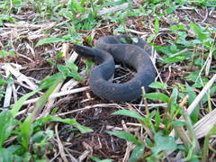 Bothrocophias microphthalmus