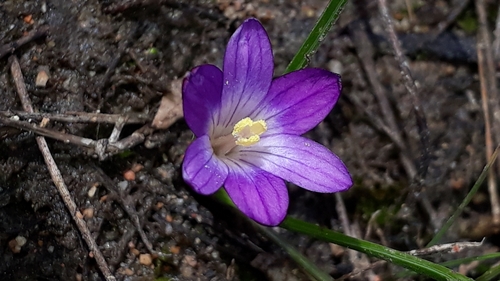 Romulea revelierei