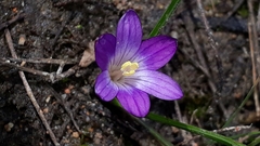 Romulea revelieri