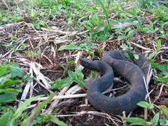 Bothrocophias microphthalmus