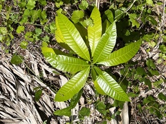 Alstonia macrophylla
