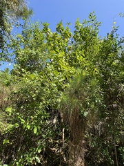 Alstonia macrophylla