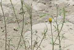 Porophyllum scoparium