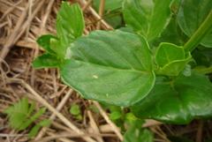 Gynura elliptica