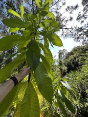 Alstonia macrophylla