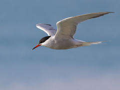 Sterna hirundo