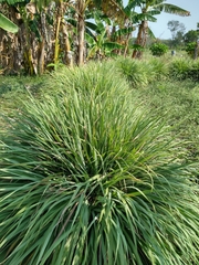 Cymbopogon nardus