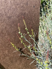 Stillingia linearifolia