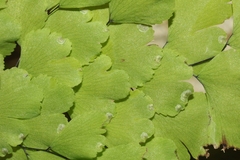 Adiantum bellum