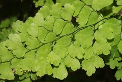 Adiantum bellum